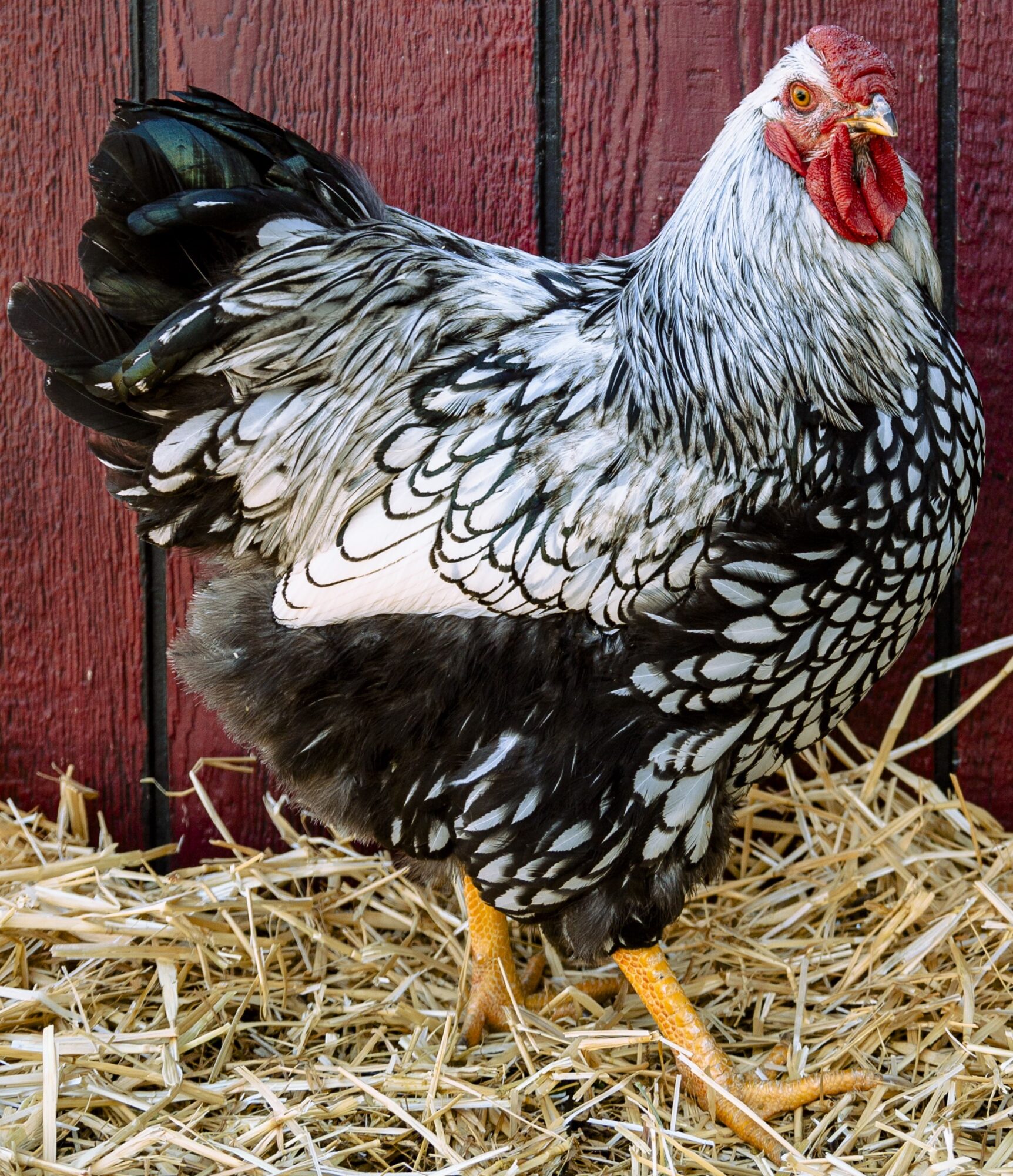 Silver Laced Wyandotte Chicken (Exhibition Type)