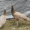 Cameo Peafowl Pair