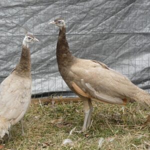 Adult Fowl