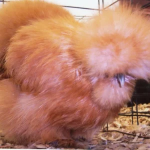 Buff Silkie Bantam