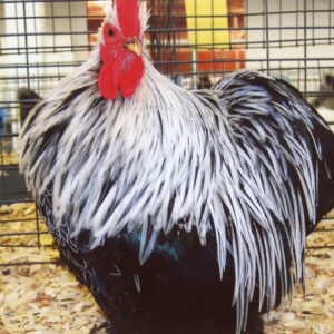Birchen Cochin Bantam