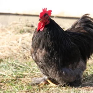 Blue Cochin Bantam