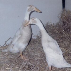 Fawn and White Runner Ducks