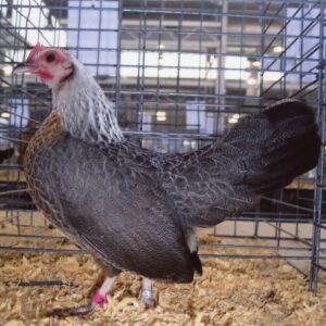 Golden Duckwing Old English Game Bantam