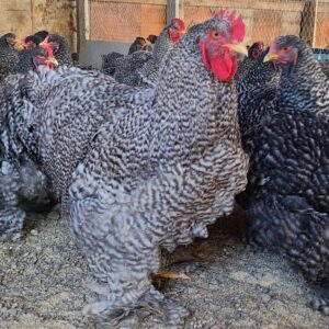 Barred Cochin Standard Chicken