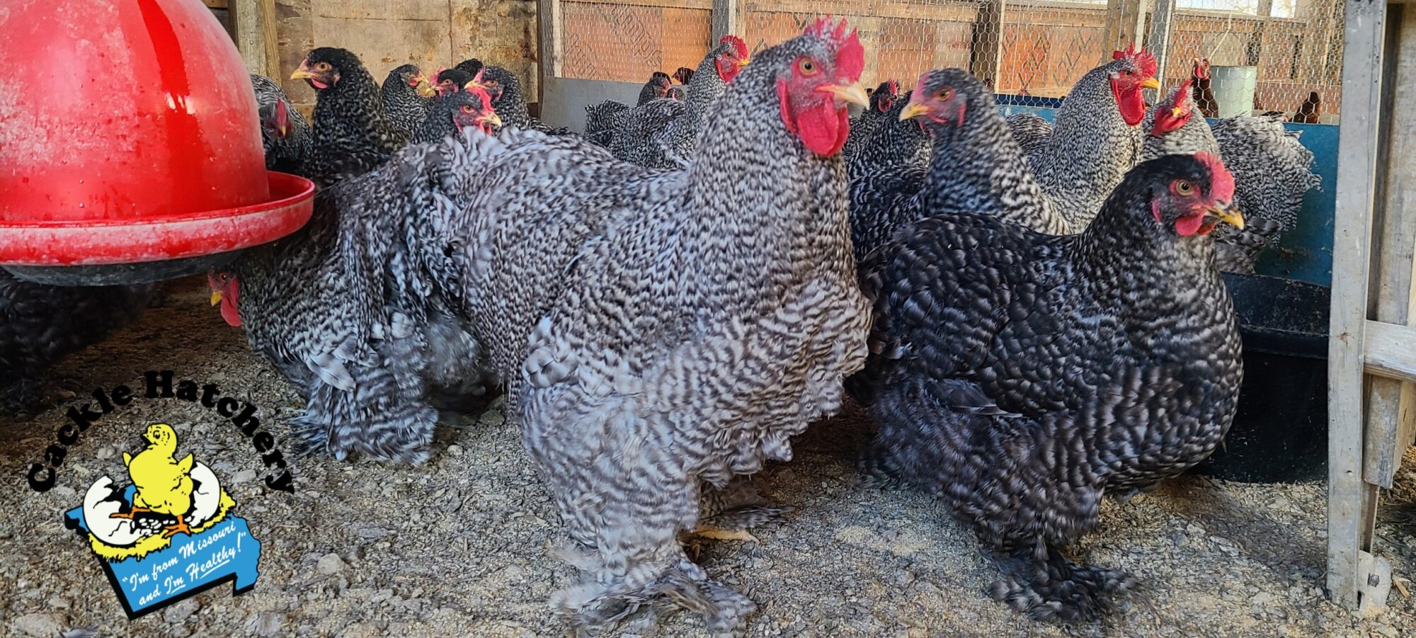 Barred Cochin Standard Chicken