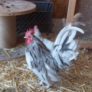Splash Old English Game Bantam