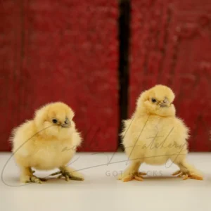 Buff Silkie Bantam