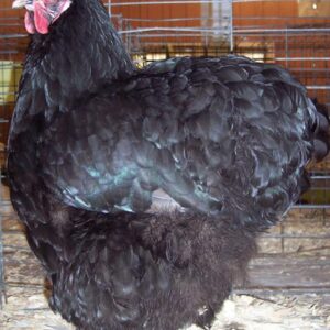 Black Cochin Standard Chicken