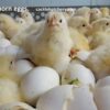 White Leghorn Hatching Eggs