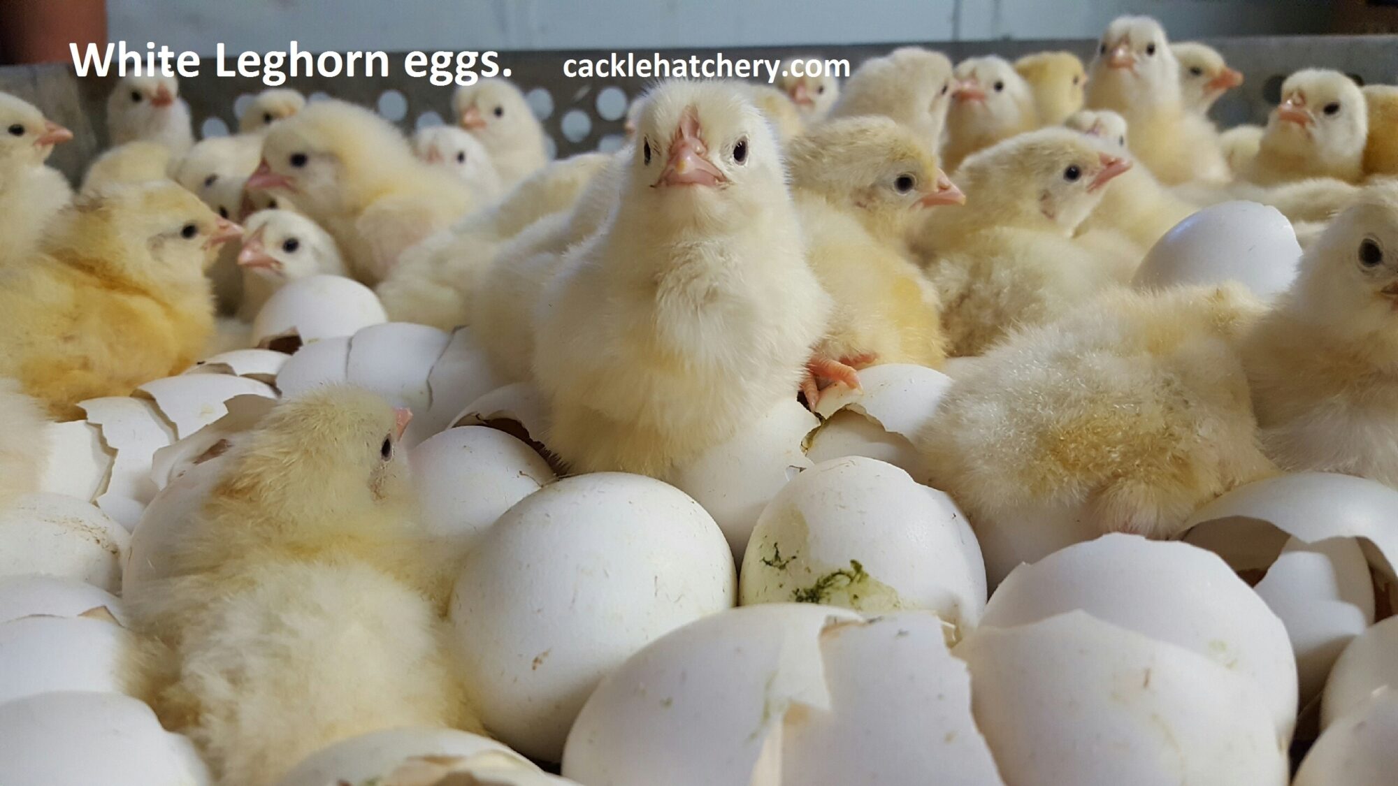 White Leghorn Hatching Eggs