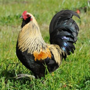 Easter Egger Bantam