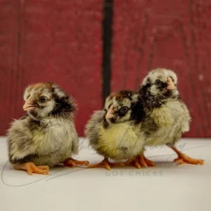 Silver Laced Wyandotte Chicken (Exhibition Type)