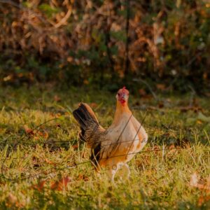 Ginger Red Old English Game Bantam