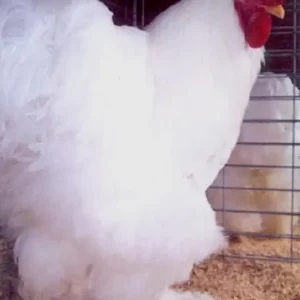 White Cochin Standard Chicken