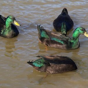 Cayuga Duck