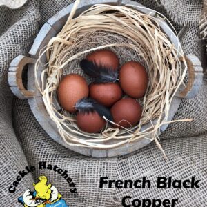 French Black Copper Marans Chicken