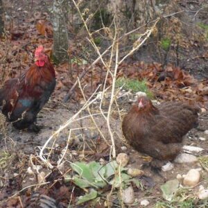 Partridge Cochin Bantam