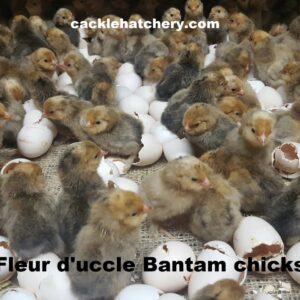 Mille Fleur d’Uccle Bantam