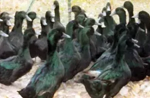 Cayuga Duck