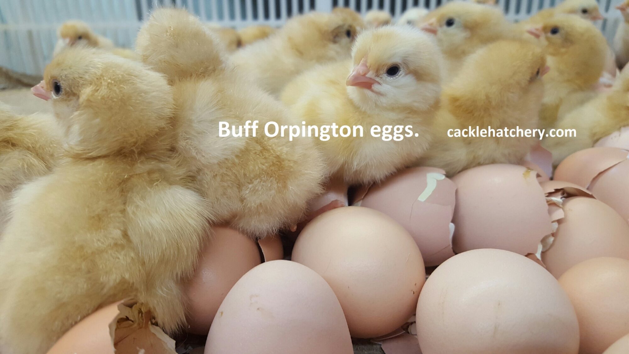 Buff Orpington Hatching Eggs