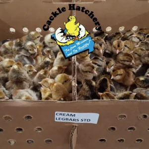Cream Legbar Chicken