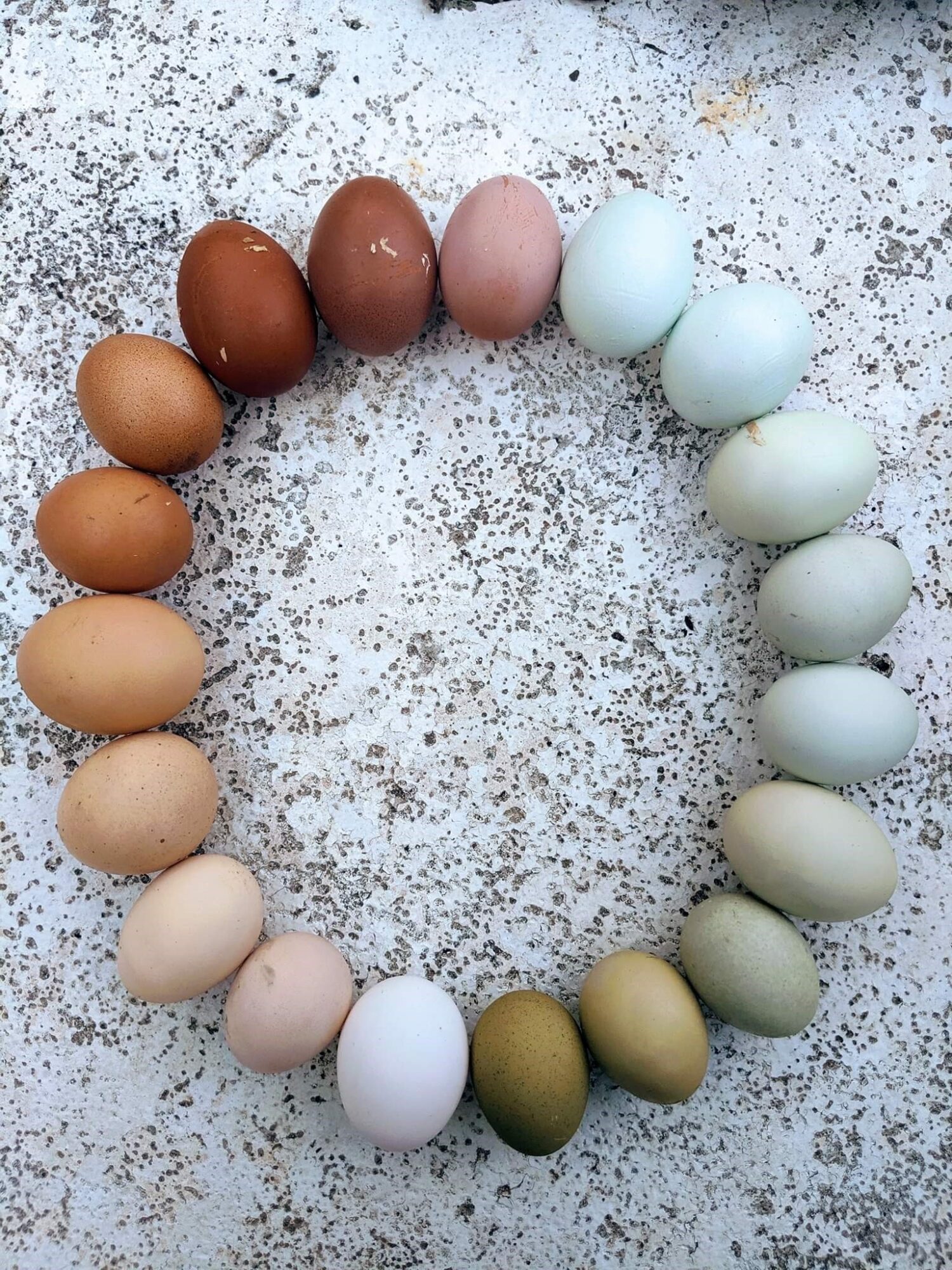 Rainbow Egger™