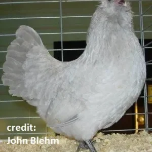 Lavender Ameraucana Chicken