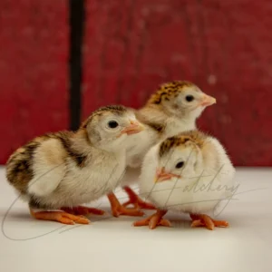 Royal Purple Guinea