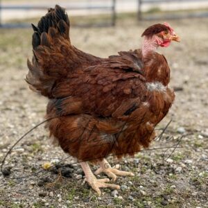 Turken “Naked Neck” Chicken