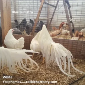 Blue Sumatra Chicken