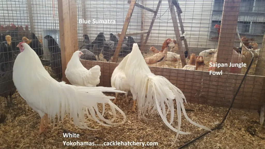 Blue Sumatra Chicken