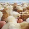 Red Sex Link Hatching Eggs
