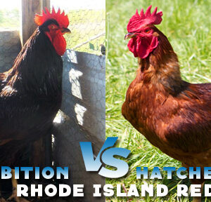 Rhode Island Red Chicken (Exhibition Type)