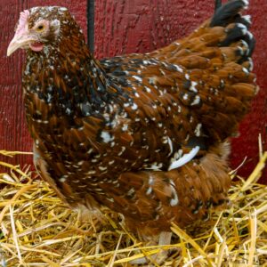 Jubilee Orpington Chicken