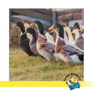 Hatchery Choice Ducks