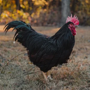 Rhode Island Red Chicken (Exhibition Type)