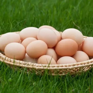 Columbian Wyandotte Chicken