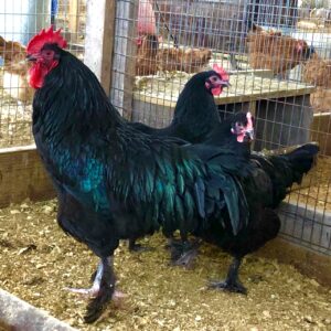 French Black Marans Chicken