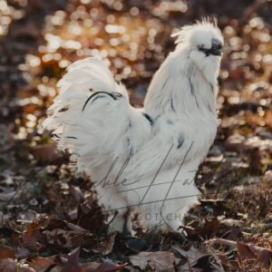 Paint Silkie Bantam