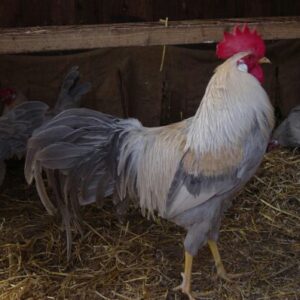 Isabella Leghorn Chicken