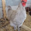 Lavender Orpington Chicken