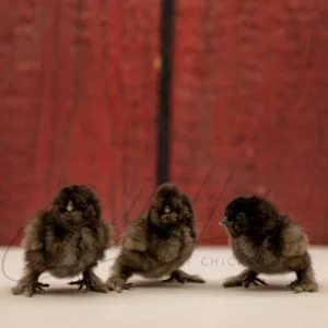 Black Silkie Bantam