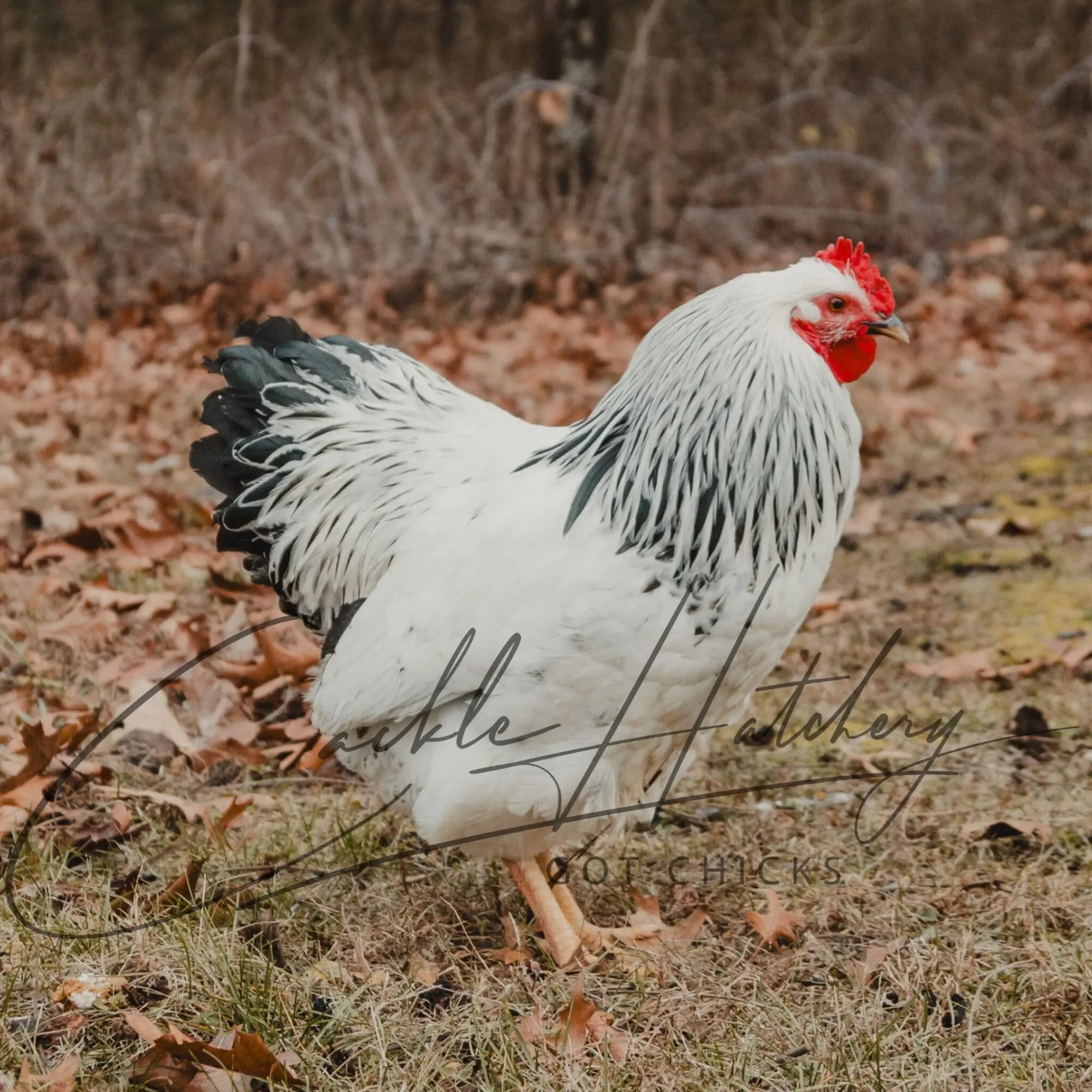 Columbian Rock Chicken