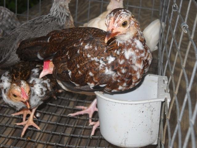Spangled Old English Game Bantam