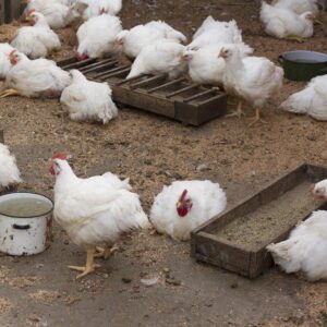 Jumbo Cornish Cross Chicken