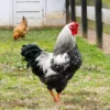 Black Laced Silver Wyandotte Chicken
