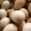 Hatchery Choice Turkey Hatching Eggs