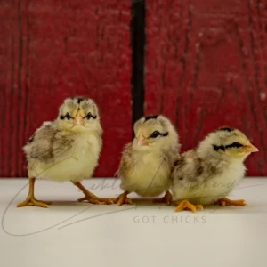 Silver Duckwing Phoenix Bantam