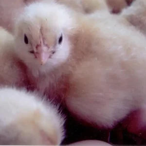Free Range New Hampshire Chicken